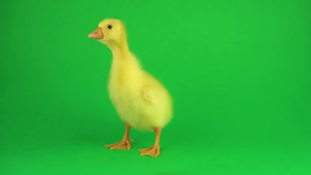 绿色屏幕上的小鸭 — 图库视频影像