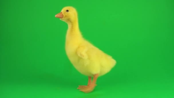 Yeşil Ekranda Ördek Yavrusu — Stok video