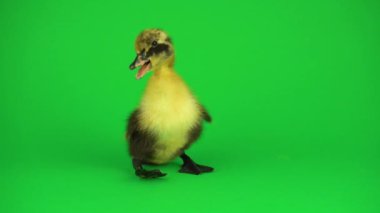 Yeşil ekranda küçük güzel ördekler