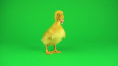 Yeşil ekranda küçük güzel ördekler