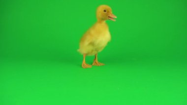 Yeşil ekranda küçük güzel ördekler