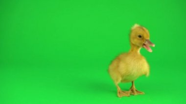 Yeşil ekranda küçük güzel ördekler