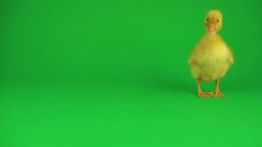 Yeşil ekranda küçük güzel ördekler