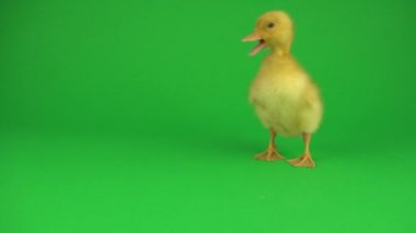 Yeşil ekranda küçük güzel ördekler