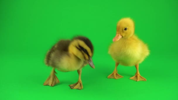 Pequenos Lindos Patinhos Tela Verde — Vídeo de Stock