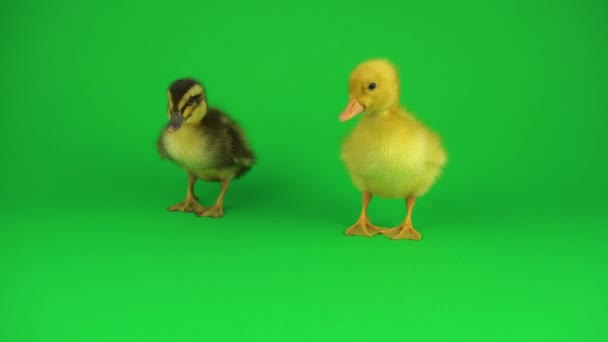 Pequenos Lindos Patinhos Tela Verde — Vídeo de Stock