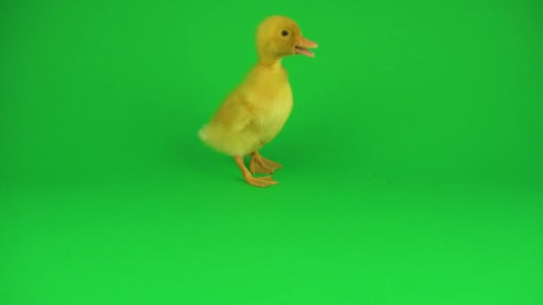绿色屏幕上的小美丽小鸭 — 图库视频影像