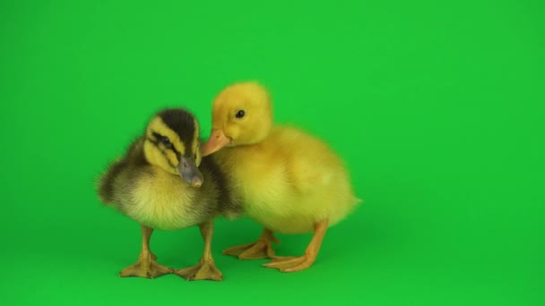 Pequenos Lindos Patinhos Tela Verde — Vídeo de Stock