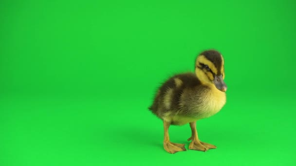 Pequenos Lindos Patinhos Tela Verde — Vídeo de Stock