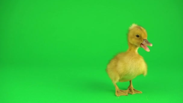 Little Beautiful Ducklings Green Screen — Stock Video