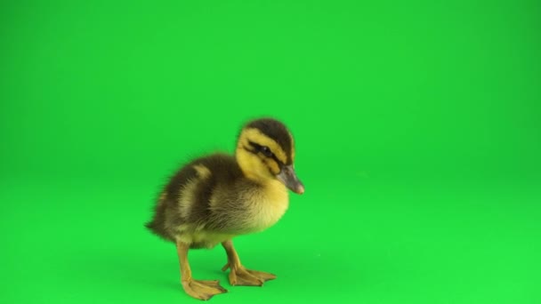 Pequeños Patitos Hermosos Pantalla Verde — Vídeos de Stock