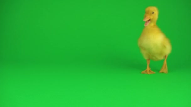 Little Beautiful Ducklings Green Screen — Stock Video