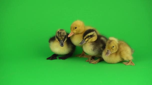 Little Beautiful Ducklings Green Screen — Stock Video