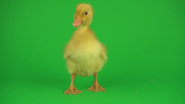 Yeşil Ekranda Küçük Güzel Ördekler — Stok video