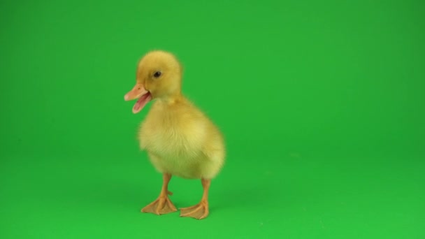绿色屏幕上的小美丽小鸭 — 图库视频影像