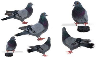 Güvercin gri kuşu beyaz arkaplanda izole edildi