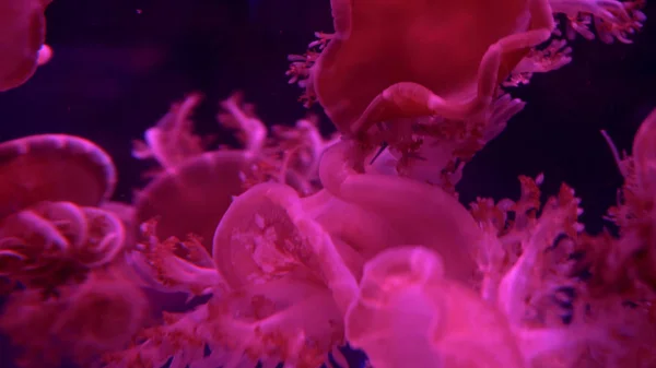 Beautiful Jellyfish Moving Water Neon Lights — Stock Photo, Image
