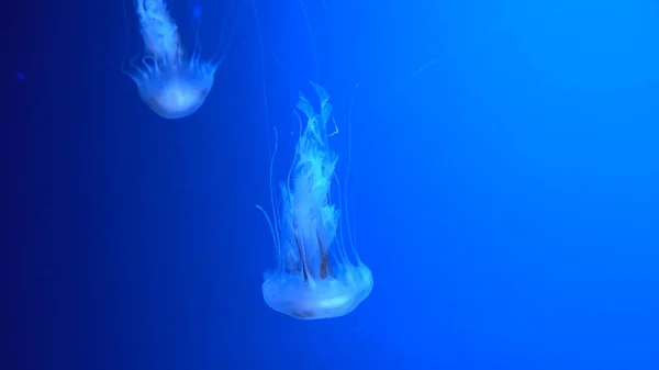 Hermosas Medusas Moviéndose Través Las Luces Neón Agua — Foto de Stock