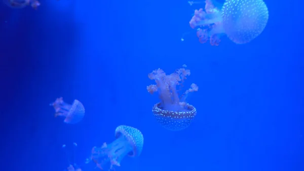 Beautiful jellyfish moving through the water neon lights