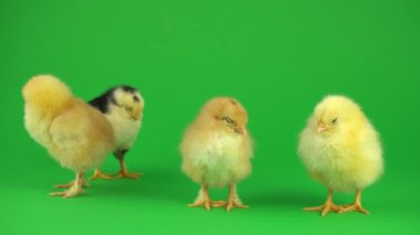 yeşil ekranda küçük sarı tavuk