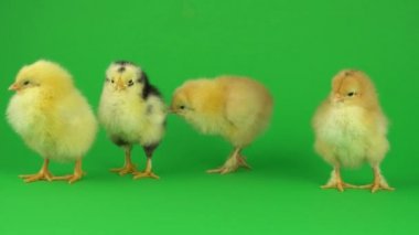yeşil ekranda küçük sarı tavuk