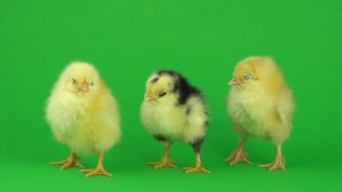 yeşil ekranda küçük sarı tavuk