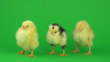 yeşil ekranda küçük sarı tavuk