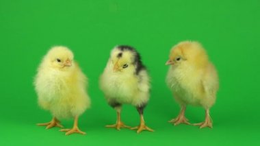 yeşil ekranda küçük sarı tavuk