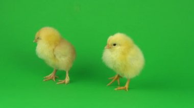 yeşil ekranda küçük sarı tavuk