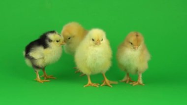 yeşil ekranda küçük sarı tavuk