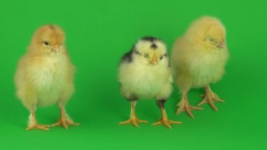 yeşil ekranda küçük sarı tavuk