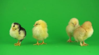 yeşil ekranda küçük sarı tavuk
