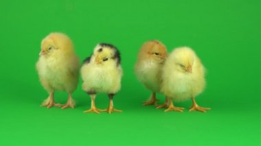 yeşil ekranda küçük sarı tavuk