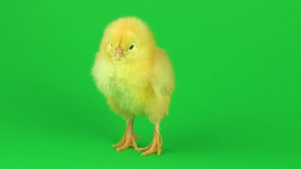 Petit Poulet Jaune Sur Écran Vert — Video