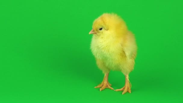 Little Yellow Chicken Green Screen — Stock Video