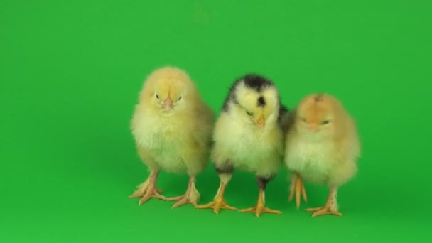 Piccolo Pollo Giallo Uno Schermo Verde — Video Stock