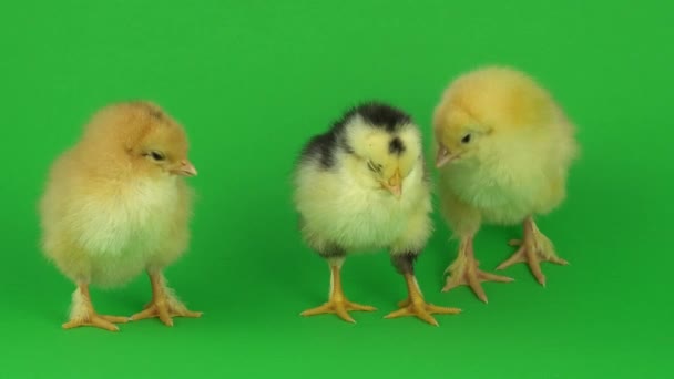 Μικρό Κίτρινο Κοτόπουλο Πράσινη Οθόνη — Αρχείο Βίντεο