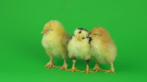 Little Yellow Chicken Green Screen — Stock Video