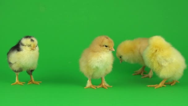 Little Yellow Chicken Green Screen — Stock Video