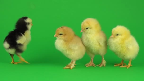 Petit Poulet Jaune Sur Écran Vert — Video