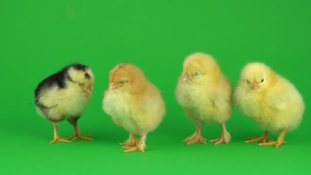 Little Yellow Chicken Green Screen — Stock Video