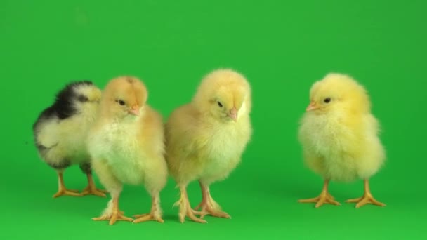 Poco Pollo Amarillo Una Pantalla Verde — Vídeo de stock