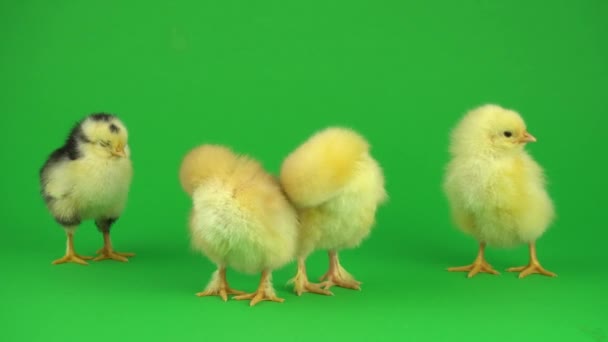 緑色の画面上の小さな黄色の鶏 — ストック動画