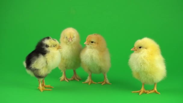 Little Yellow Chicken Green Screen — Stock Video