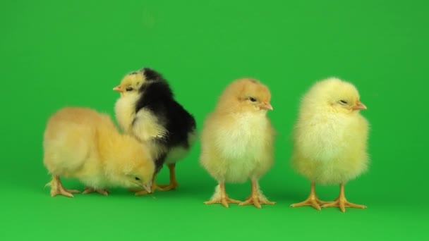 Poco Pollo Amarillo Una Pantalla Verde — Vídeo de stock