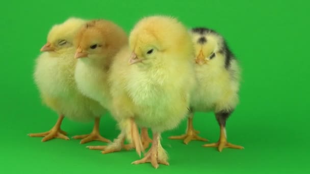 Kis Sárga Csirke Zöld Képernyő — Stock videók