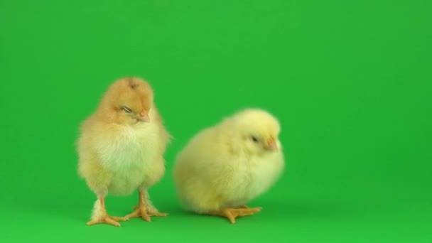 Little Yellow Chicken Green Screen — Stock Video