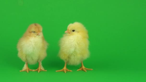 Yeşil Ekranda Küçük Sarı Tavuk — Stok video