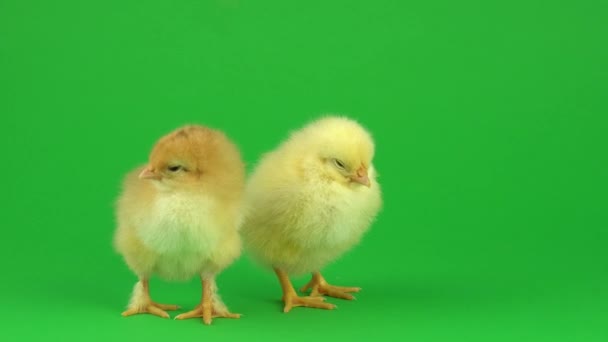 Poco Pollo Amarillo Una Pantalla Verde — Vídeo de stock