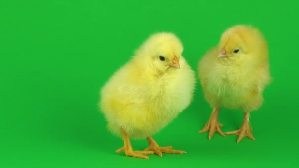 Mały Żółty Kurczak Zielonym Ekranie — Wideo stockowe